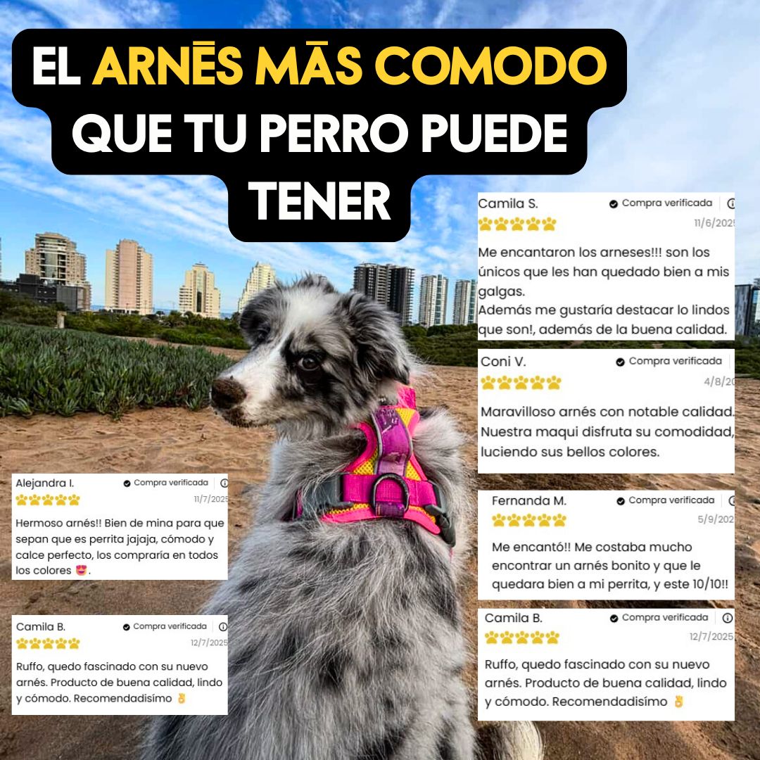 🏵️Arnés Puelo - Astroemeria 🏵️