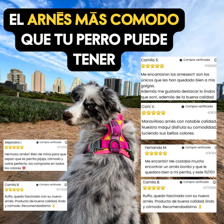 🏵️Arnés Puelo - Astroemeria 🏵️