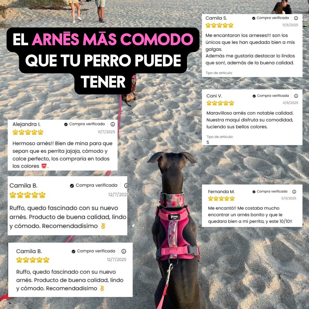Arnés Puelo🦩Flamenco Chileno🦩