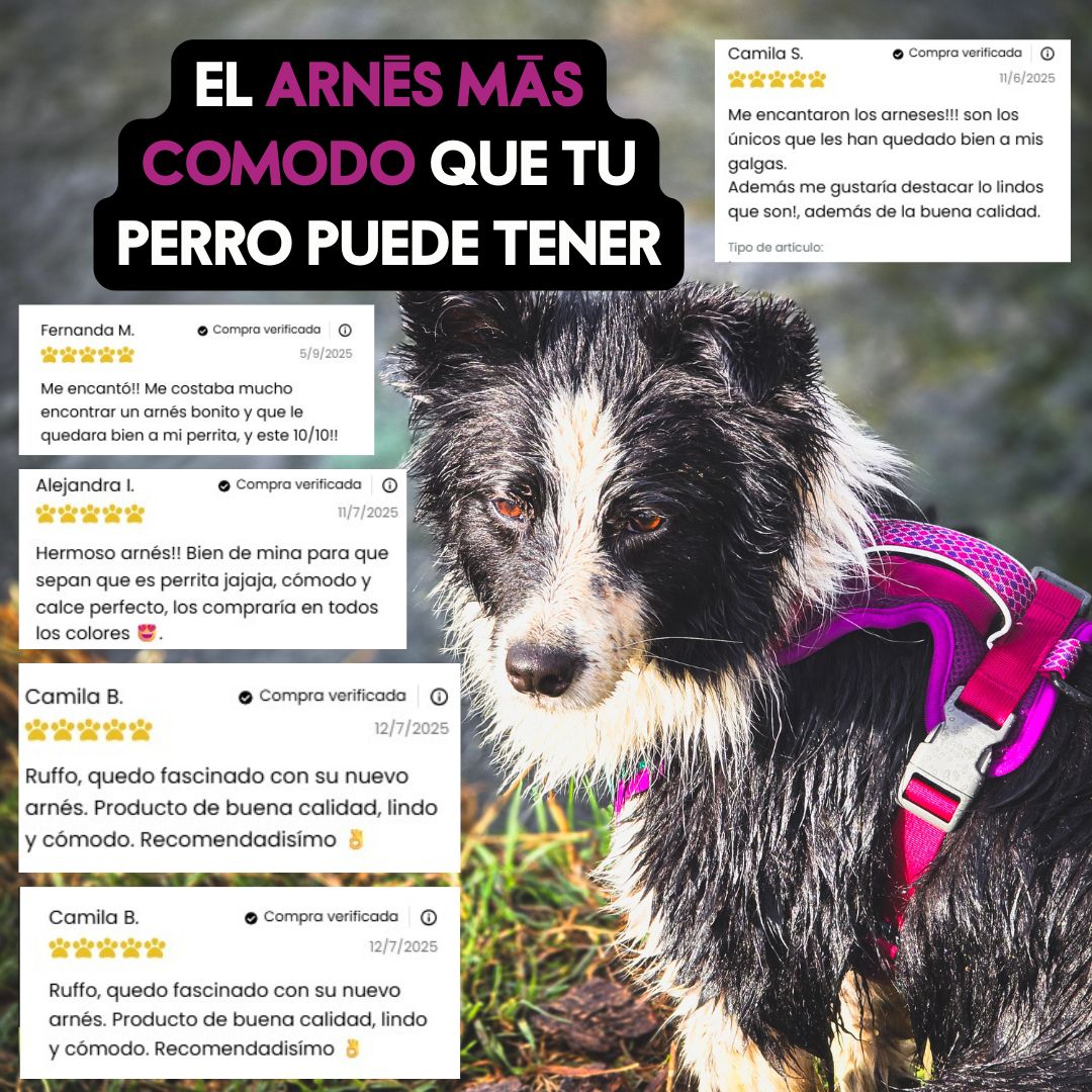 Arnés Puelo -🐦 Picaflor de Arica🐦