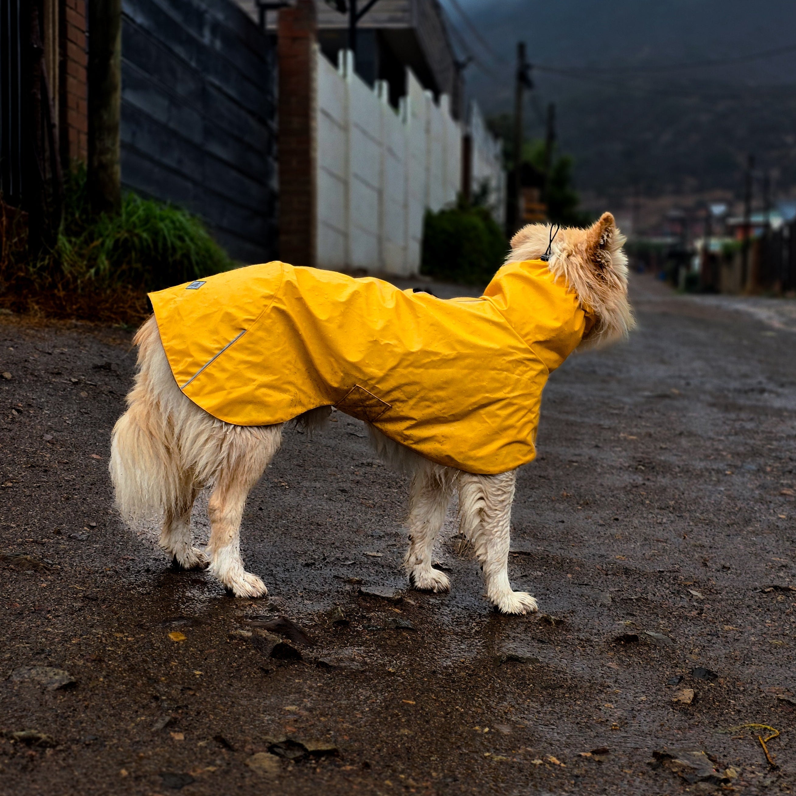 Impermeable Urbano Perro Fitz Roy -  Amarilla - Sheepdogz®