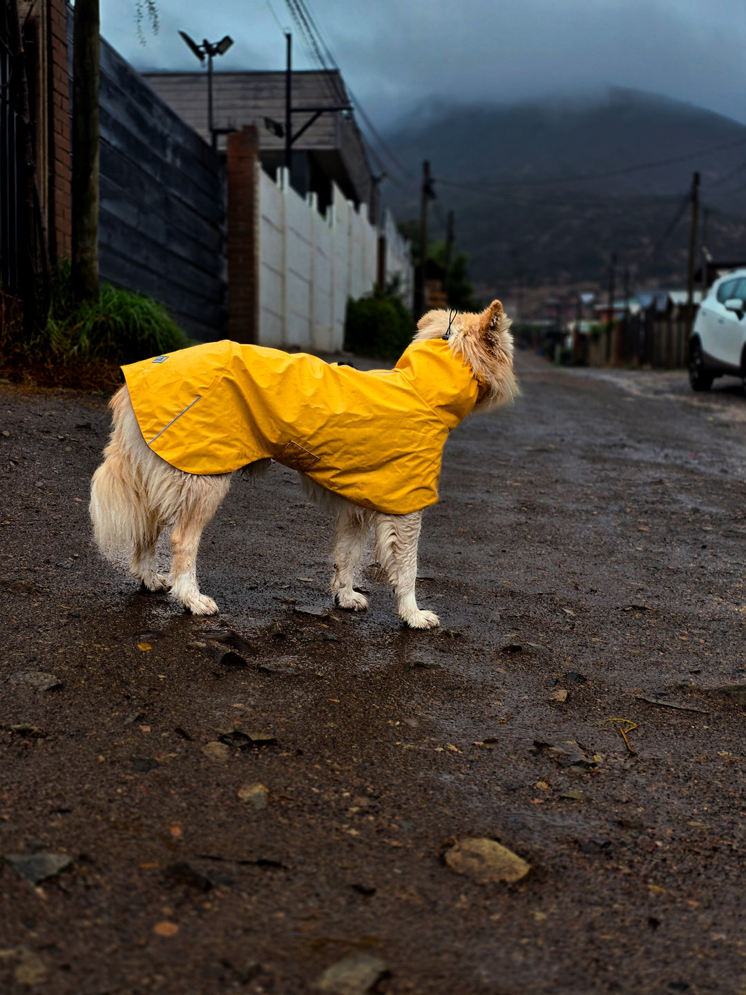 Impermeable para perros Fitz Roy — Amarillo