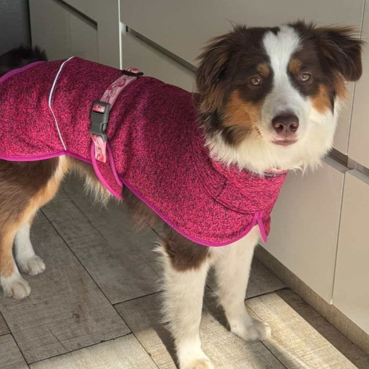 🦩Polar Perro Dawson Flamenco🦩