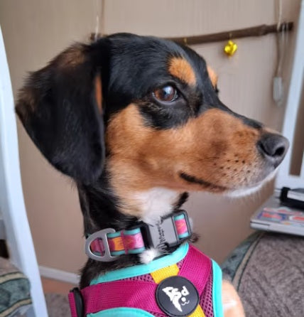 🏵️Collar Impermeable Astroemeria🏵️