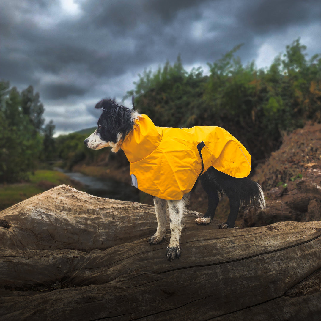 Impermeable para perros Fitz Roy — Amarillo