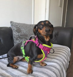 🪻Arnés Puelo - Doca🪻