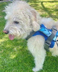 Arnés Puelo - 🪽Golondrina🪽