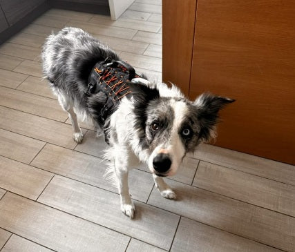 Arnés Anti Escape Perro / Hop Naranja/ Sheepdogz®