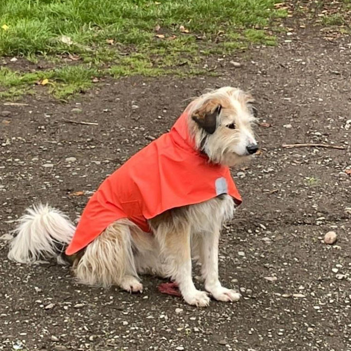 Impermeable para perros Fitz Roy — Naranja