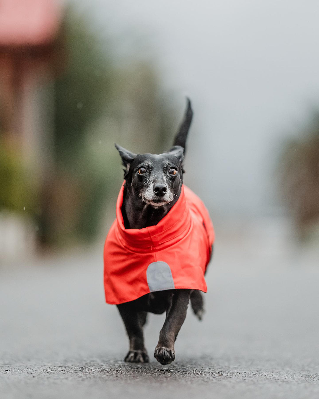 Impermeable para perros Fitz Roy — Naranja