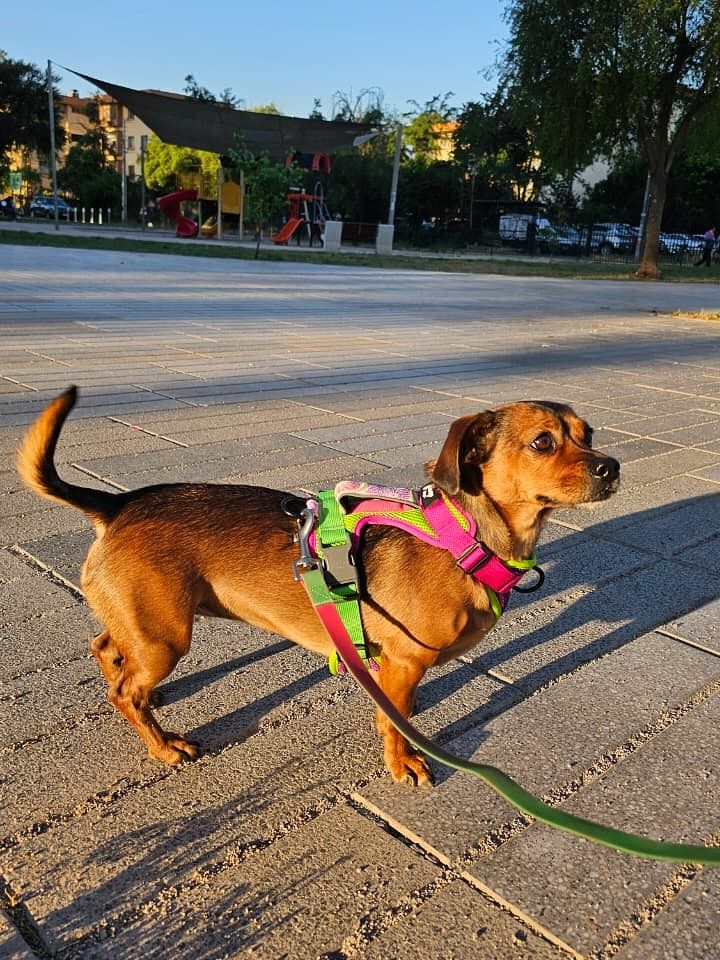 🪻Arnés Puelo - Doca🪻