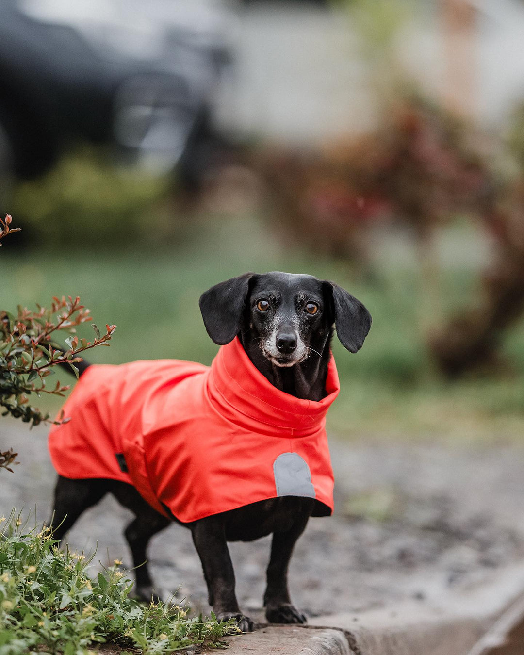 Impermeable para perros Fitz Roy — Naranja