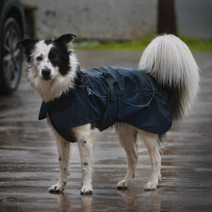 Impermeable Perro Windhook Azul- Sheepdogz® (Copia)