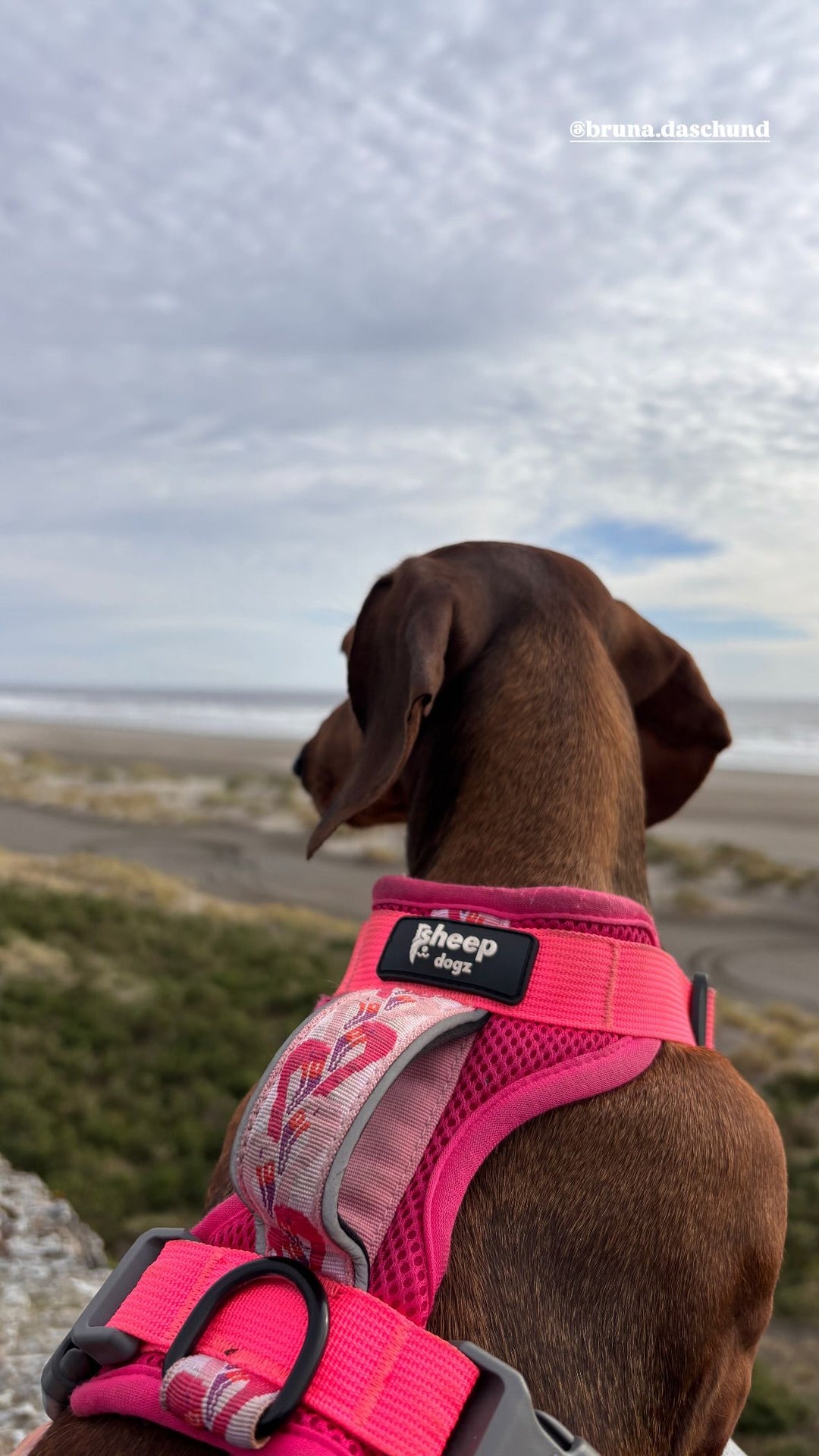 Arnés Puelo🦩Flamenco Chileno🦩