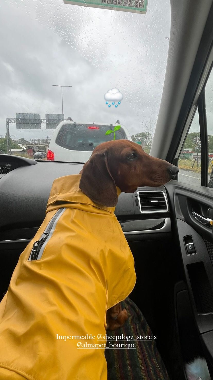 Impermeable para perros Fitz Roy — Amarillo