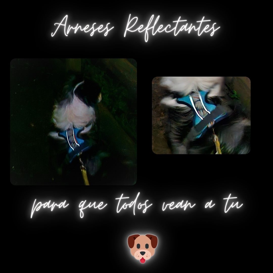 Arnés Puelo -🐧 Pinguino Chileno🐧