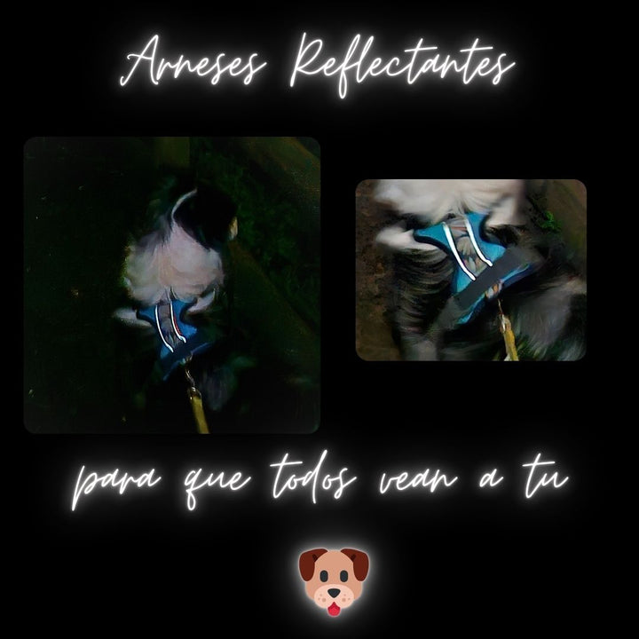 Arnés Puelo -🐧 Pinguino Chileno🐧