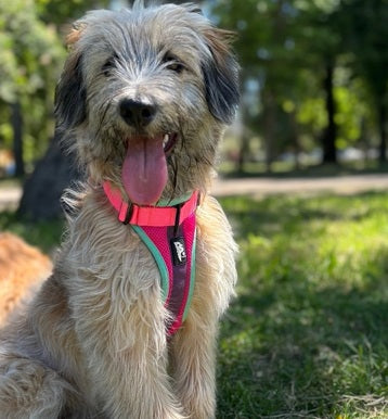 🌷Arnés Puelo - Chilco🌷