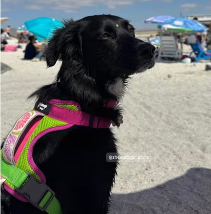 🪻Arnés Puelo - Doca🪻