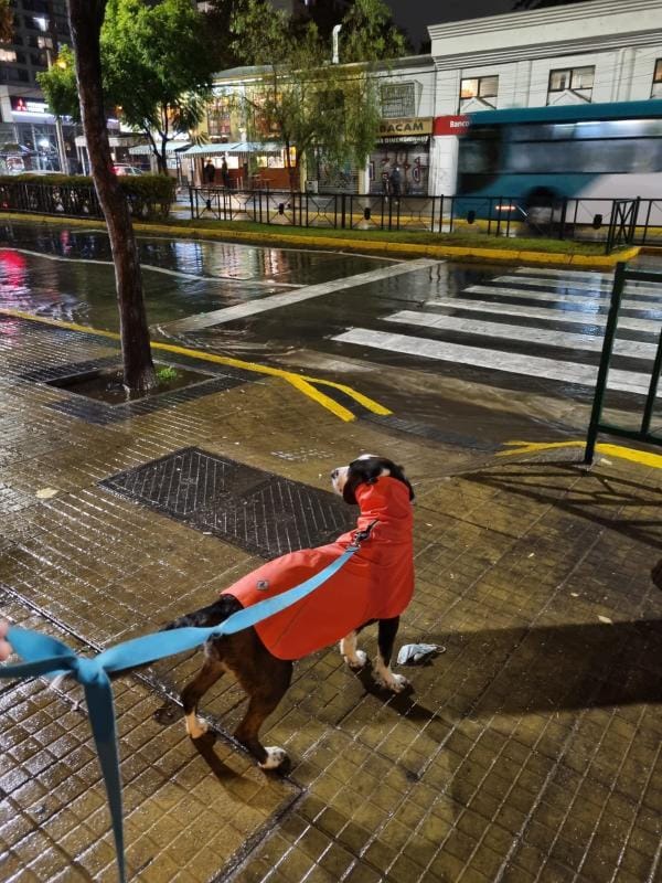 Impermeable para perros Fitz Roy — Naranja
