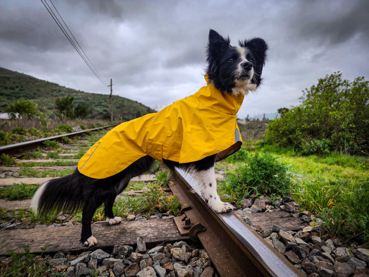 Impermeable para perros Fitz Roy — Amarillo