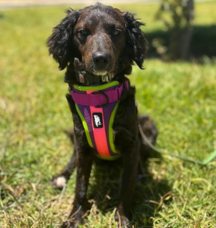 🪻Arnés Puelo - Doca🪻