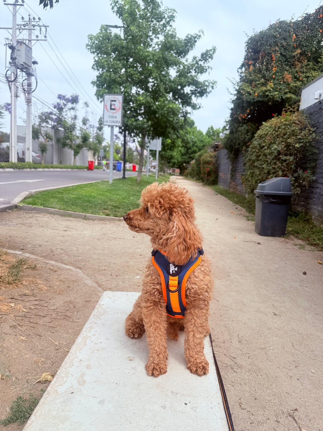 Arnés Puelo - 🦅Martin Pescador🦅