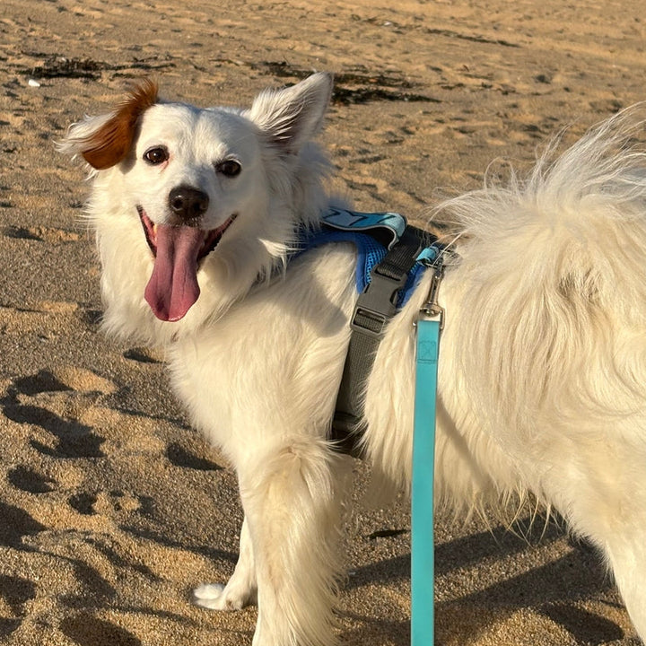 Arnés Puelo - 🪽Golondrina🪽