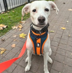 Arnés Puelo - 🦅Martin Pescador🦅