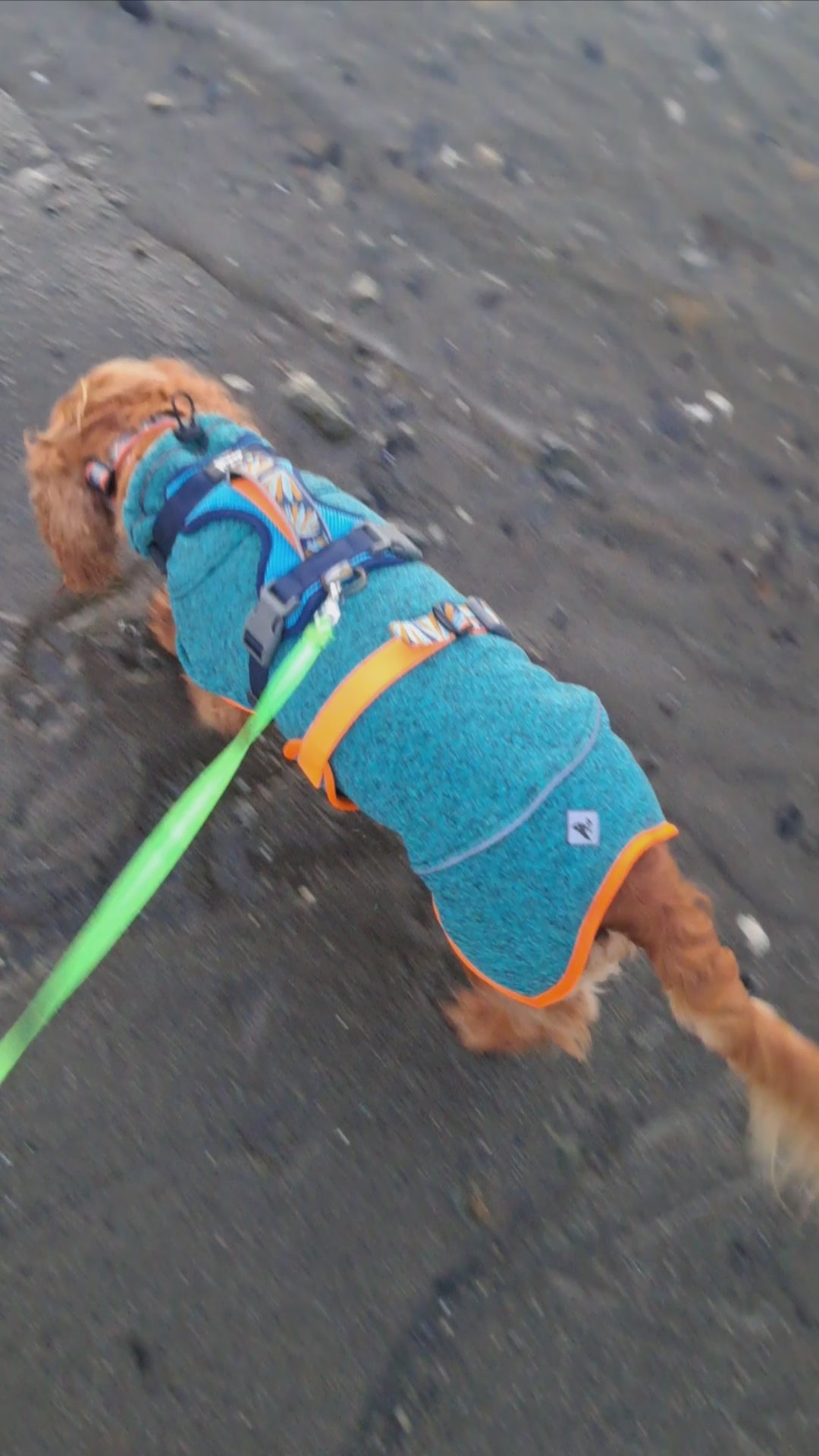 Polar para perros Dawson — Martín Pescador