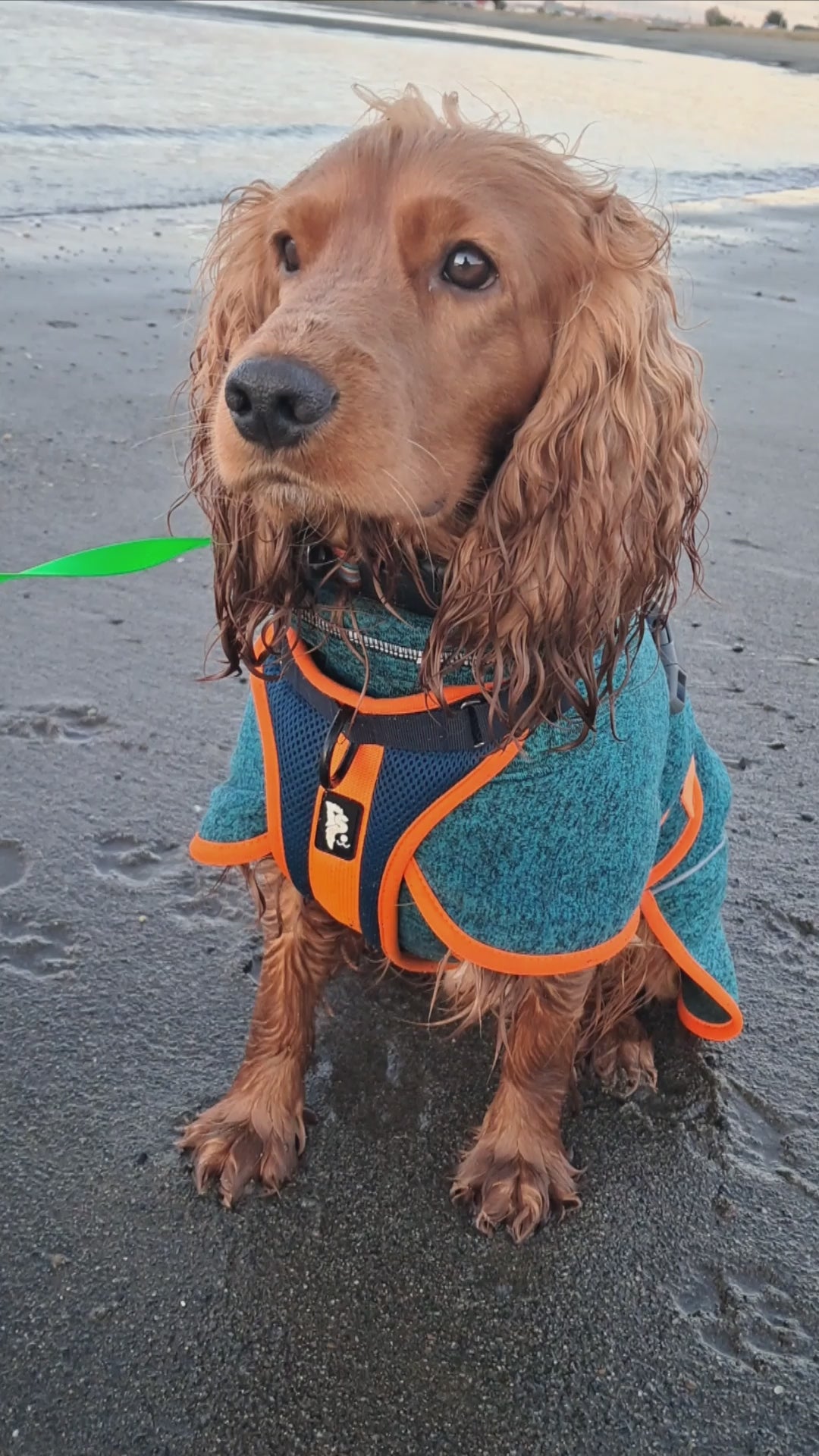 Polar para perros Dawson — Martín Pescador