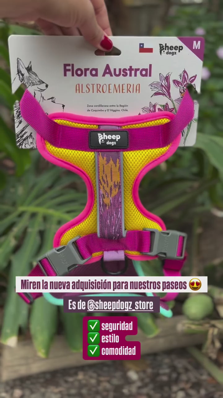 🏵️Arnés Puelo - Astroemeria 🏵️