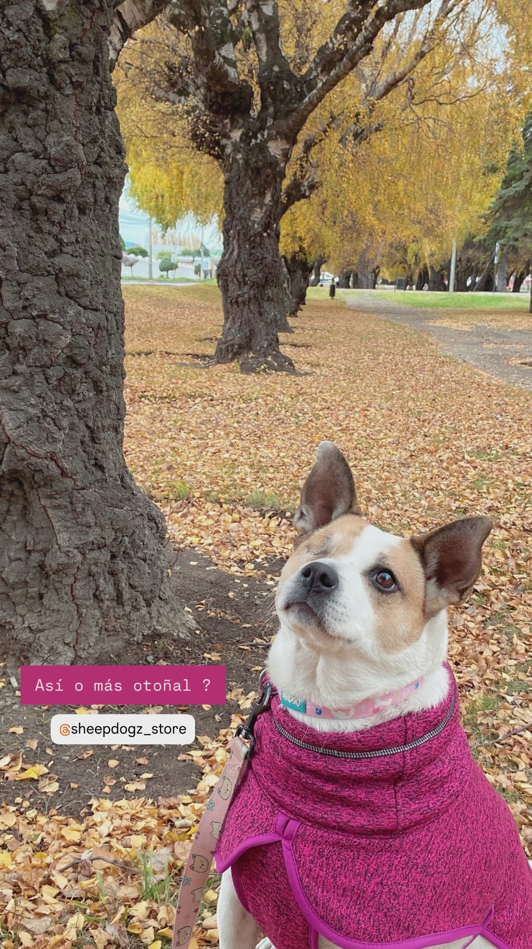 🦩Polar Perro Dawson Flamenco🦩