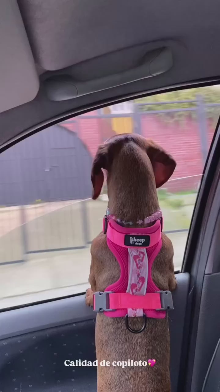 Arnés Puelo🦩Flamenco Chileno🦩