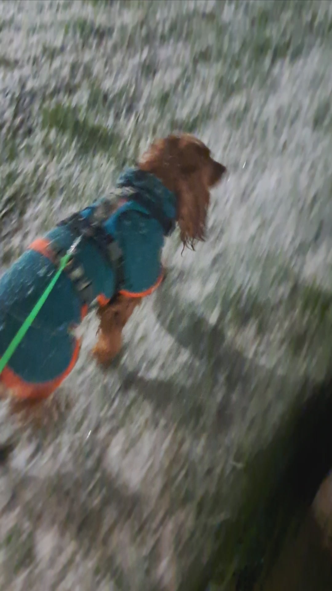 Polar para perros Dawson — Martín Pescador