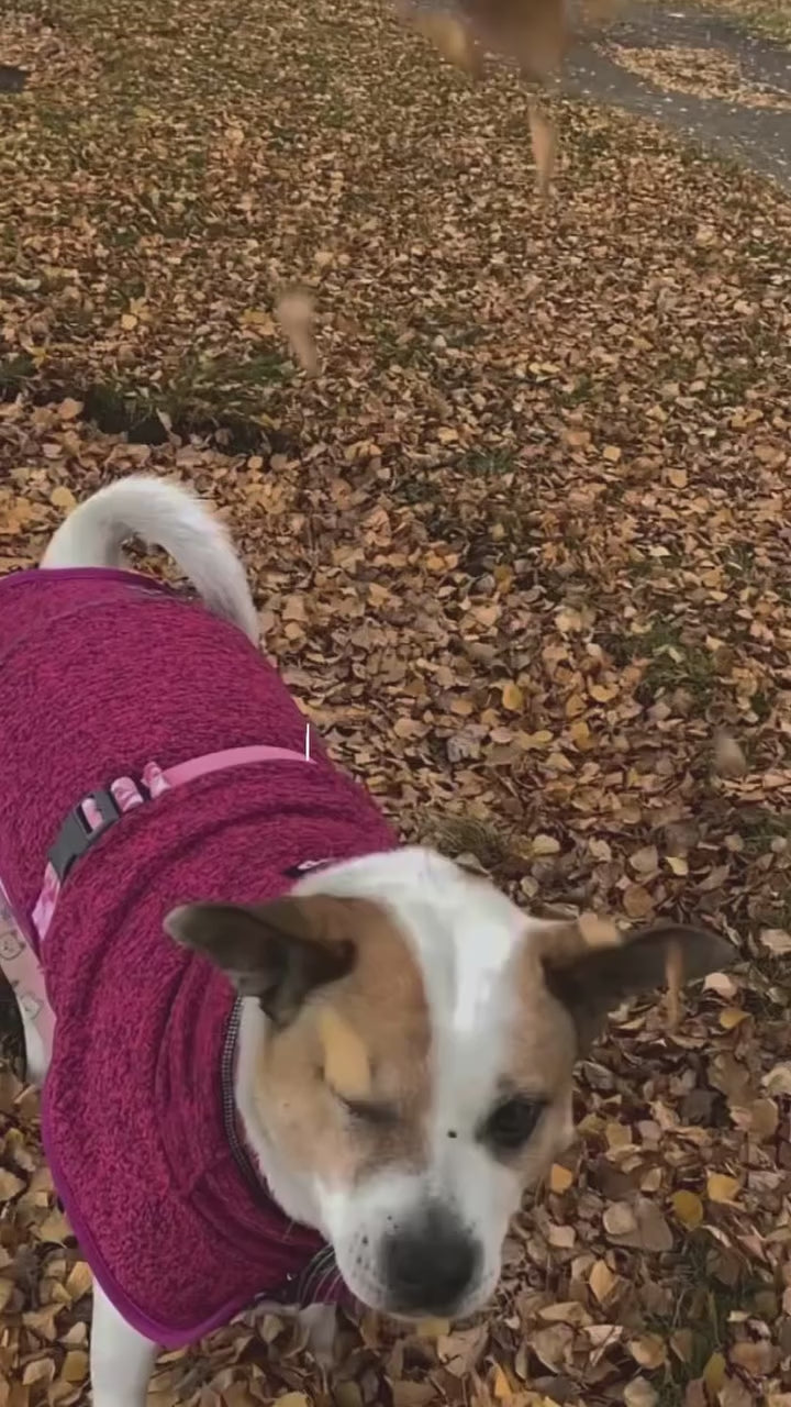 🦩Polar Perro Dawson Flamenco🦩