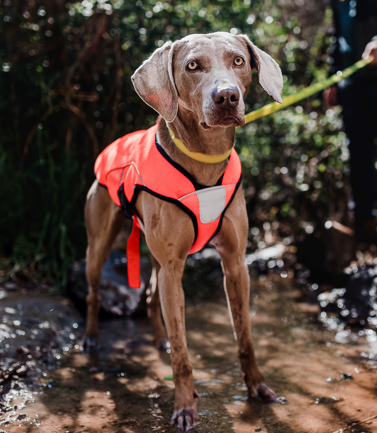 Chaqueta Refrescante Perro Adela - Sheepdogz®